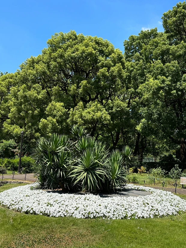 SABONの花壇を発見!_3
