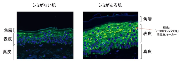 新作コスメ クレ・ド・ポー ボーテ セラムエクラS II  のおすすめポイント 遺伝子レベルの研究