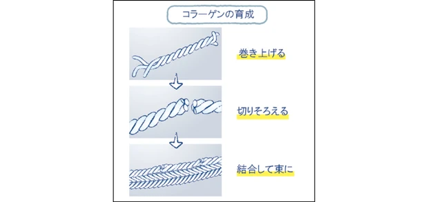 美容 成分 コラジェネシス エリクシール リフトモイスト エマルジョン ba   エリクシール リフトモイスト ローション ba　2