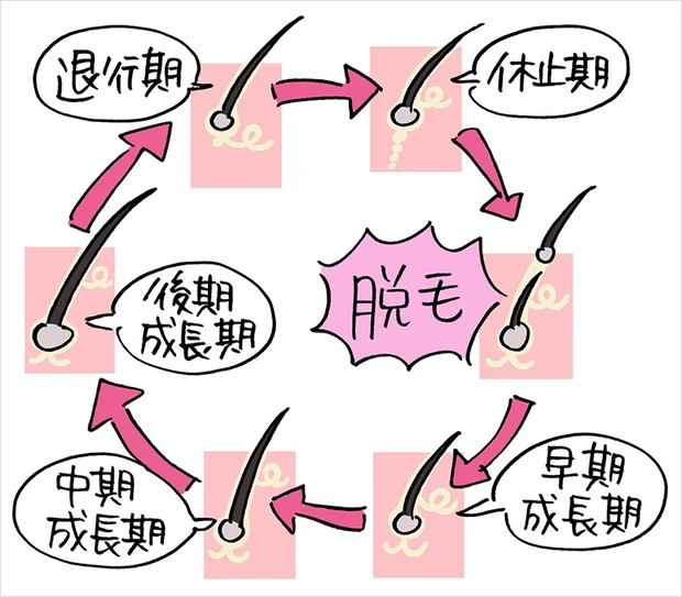 「ヘアサイクル」を知ると 頭皮の大切さが見えてくる!