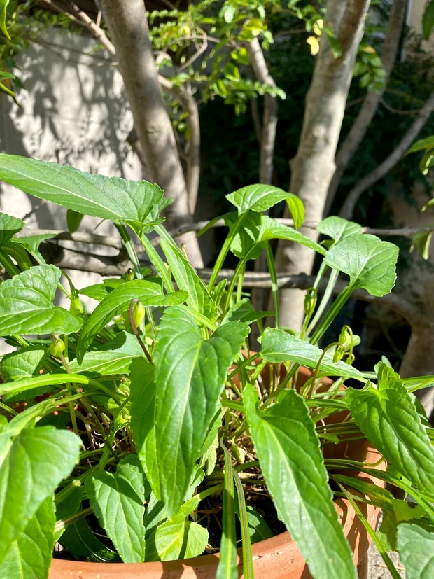 内覧会で注目したアイテム。あじさいや紅茶の香りって珍しいですよね!_7_2