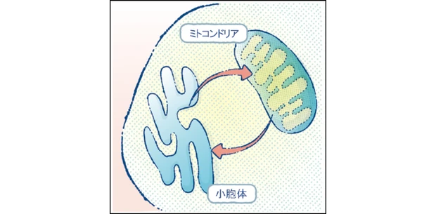 マキア　エイジングケア　おすすめ　ゲラン オーキデ アンペリアル　ザ ロンジェビティ クリーム MAMs（ミトコンドリア－小胞体間連携ゾーン）