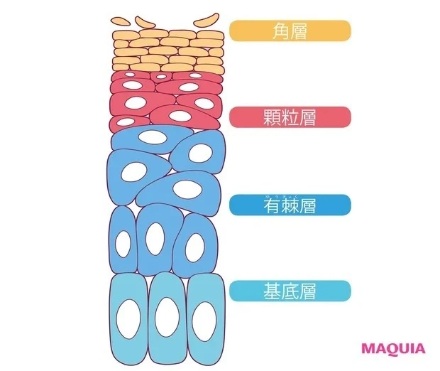 角層はどこから生まれて、どう育つ?_表皮の構造