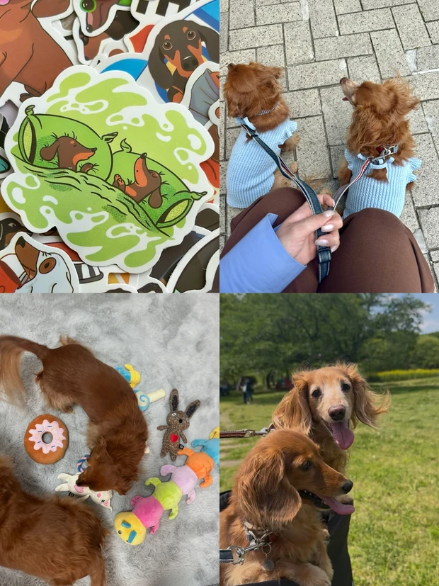 犬　ミニチュアダックスフンド