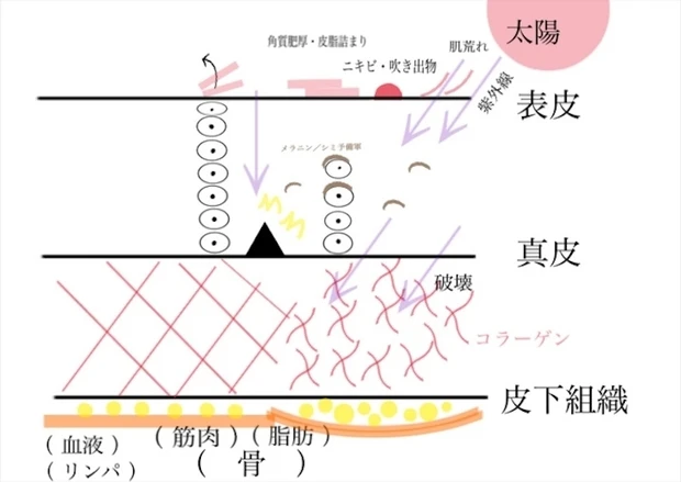 正常な肌とダメージを受けた肌の違い