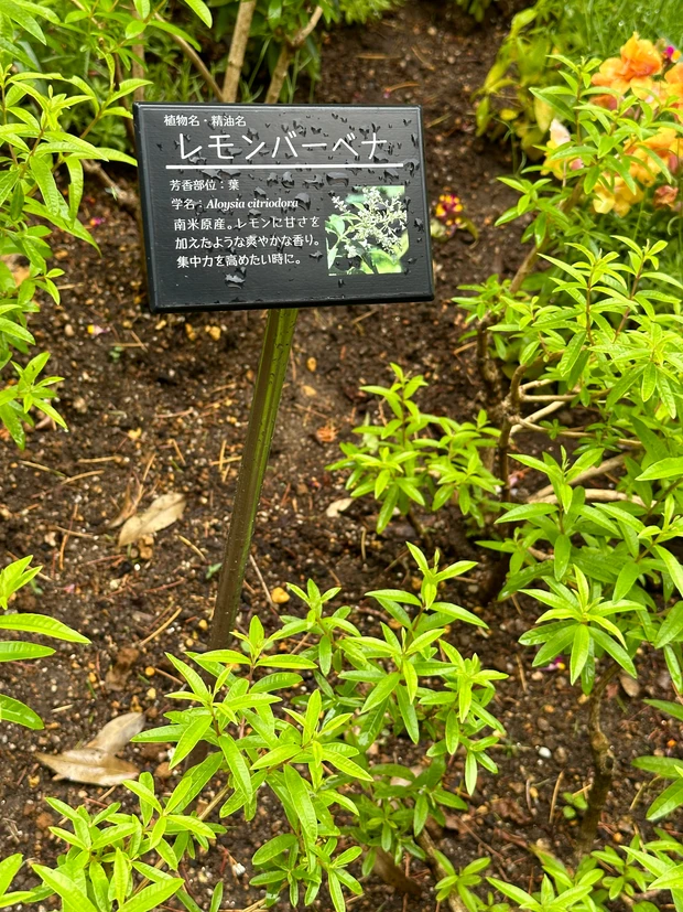 絵本の中にいるような美しい庭園「ラ・カスタ ナチュラル ヒーリング ガーデン」ブランド愛が高まる！！_5_1