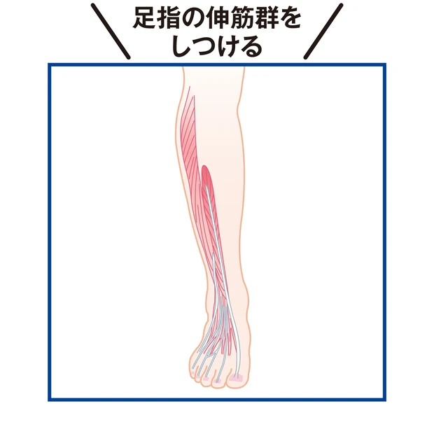 足指の伸筋群をしつける