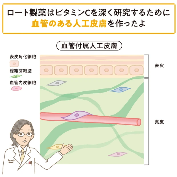 新事実!ビタミンCを効かせる新技術とは
