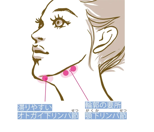 フェイスラインのイラスト