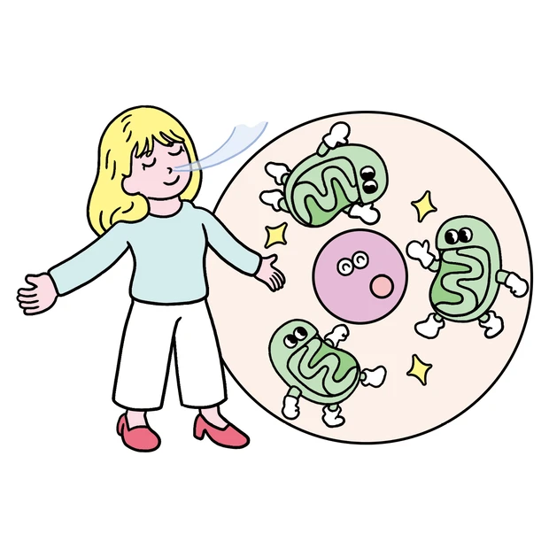 酸素が美肌に大事な理由って？ 活性酸素を恐れるよりも、きちんと酸素を取り…