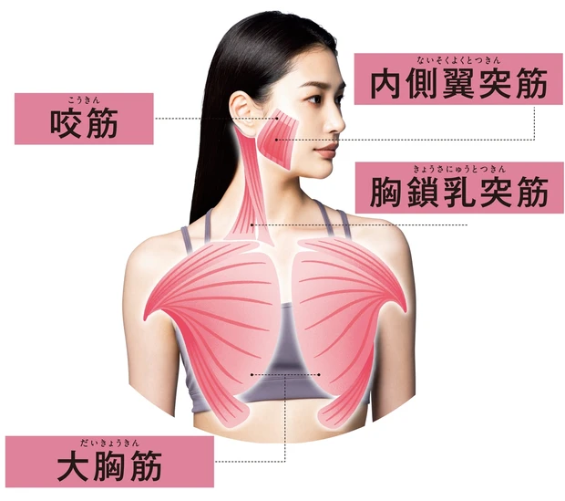 小顔と美肌をつくる美容筋1