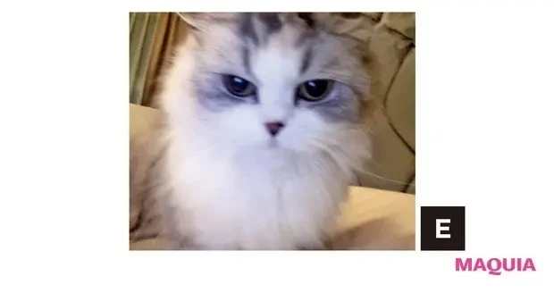 小嶋陽菜さん×指原莉乃さんスペシャル対談_小嶋さんの愛猫・スコティッシュフォールドのけむしちゃん