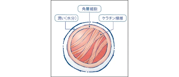 秋 新作 スキンケア est エスト ザ エマルジョン EX ザ ローション EX 細胞のミイラ化