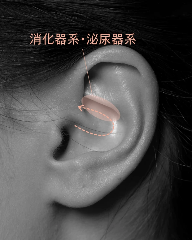 耳ツボマッサージ　自律神経　胃腸ケア