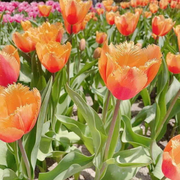 【自己紹介】MAQUIAブロガー2年目💕mimoです！！_1_3