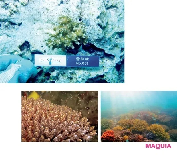 【クリーンビューティ】SDGs14「Life Below Water」(海の豊かさを守ろう)_2