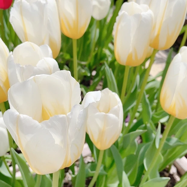 【自己紹介】MAQUIAブロガー2年目💕mimoです！！_1_2