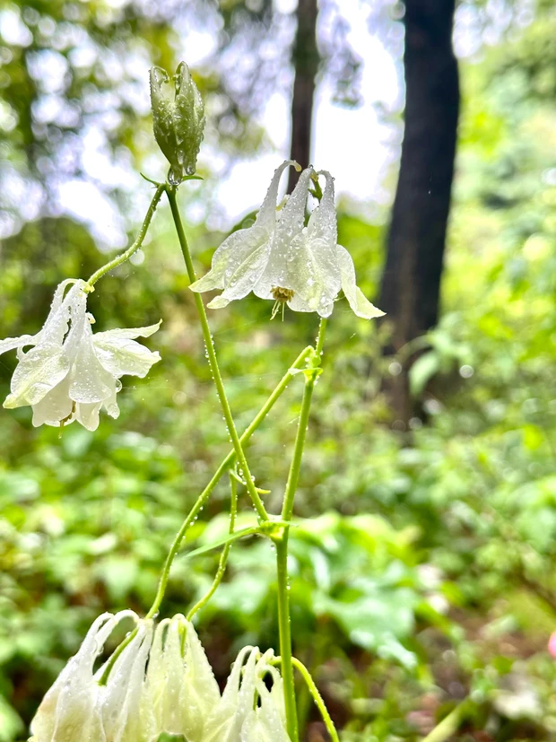 絵本の中にいるような美しい庭園「ラ・カスタ ナチュラル ヒーリング ガーデン」ブランド愛が高まる！！_3_2
