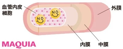 【夏バテ対策】Q 血管力を高めるコツは?