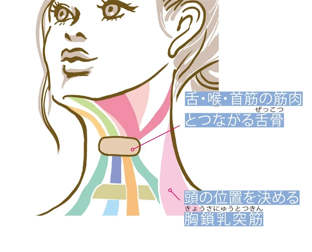 首筋のイラスト