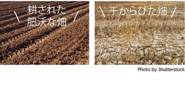 Photo by Shutterstock