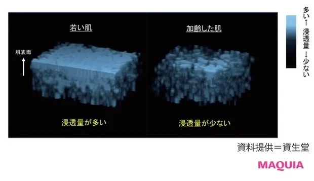 角層とは?_8. 角層は年齢を重ねるとともに分厚くなる