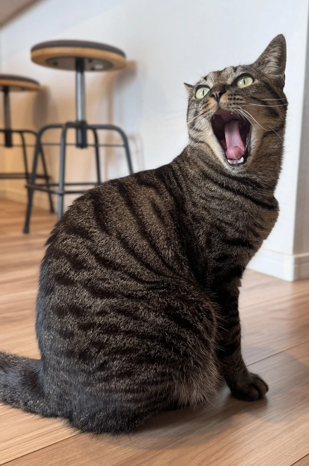 【自己紹介】辛子です！メイクのカラーニュアンスの魅力を発信していきます♪_2