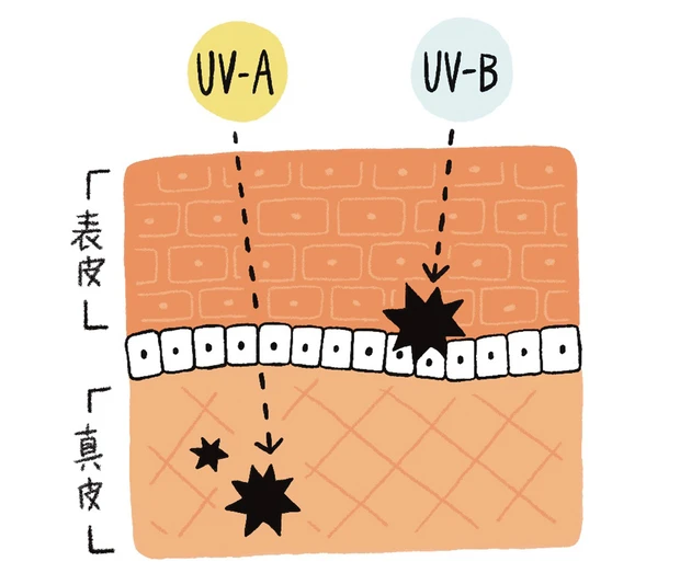UVA、UVBの違い