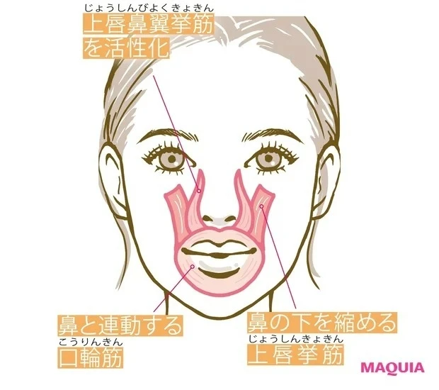 ほぐすべき顔筋の種類と役割_上唇鼻翼挙筋、上唇挙筋、口輪筋をほぐして、むくんだ鼻をスマートに