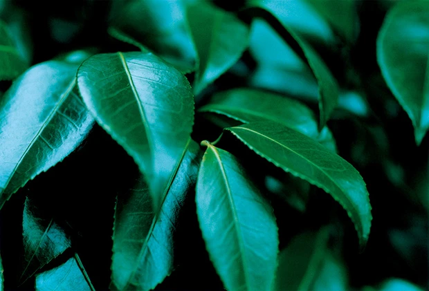 五島の椿　新CM　吉永小百合