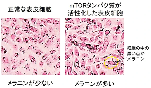 新作コスメ クレ・ド・ポー ボーテ セラムエクラS II  のおすすめポイント 『mTORタンパク質』の活性化