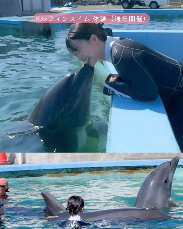 イルカ 室戸ドルフィンセンター ドルフィンスイム ドルフィンスイム体験 室戸岬 高知県 高知旅行