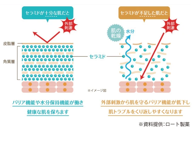 セラミドのバリア機能