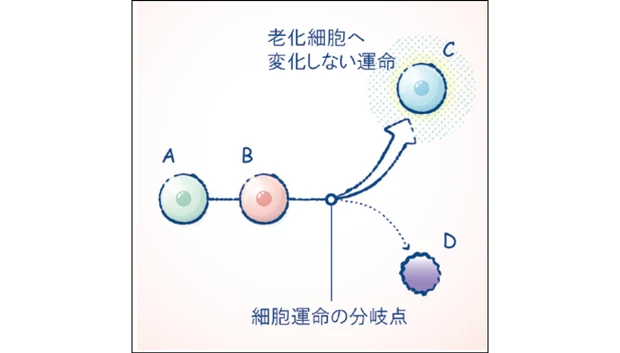 マキア スキンケア おすすめ 2025 DECORTÉ コスメデコルテ ユース パワー エッセンス ローション 細胞運命