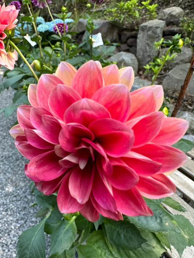 ニコライ・バーグマンが作ったガーデンで森林浴 デトックス!聞いて欲しい園内の廃材利用の工夫。_10_2