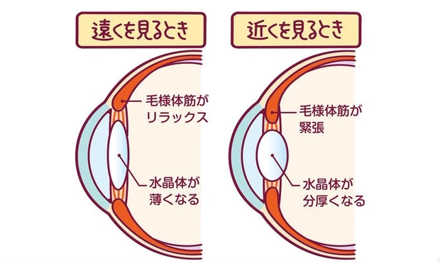 スマホ老眼のしくみ
