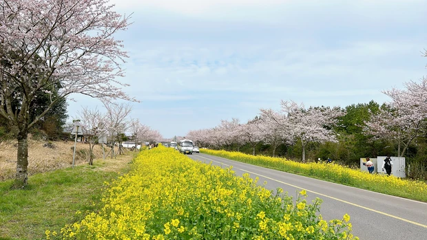 済州島　鹿山路