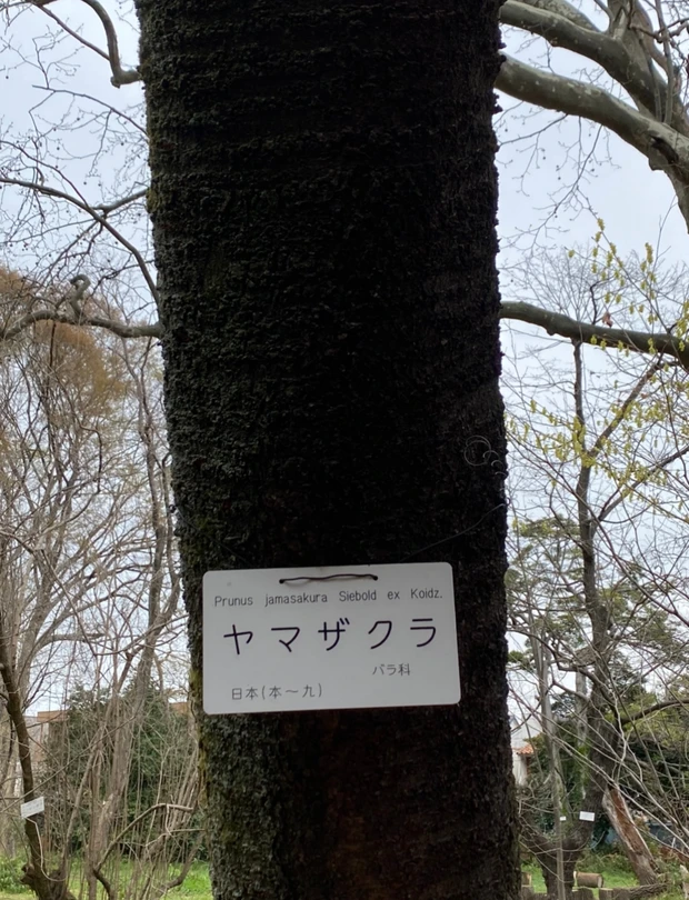 ラ・カスタの桜には毎年テーマがある。今年の桜のテーマは「山桜」_3_2