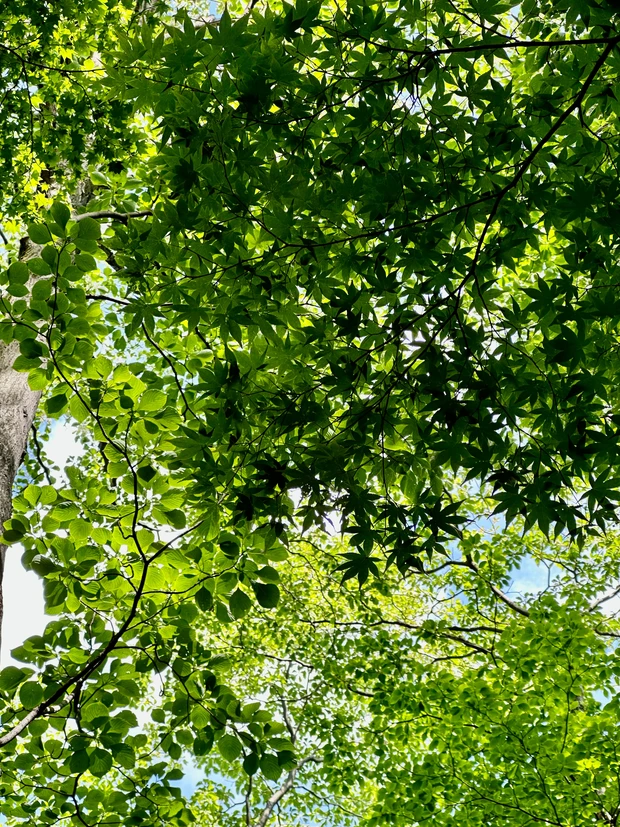 ニコライ・バーグマンが作ったガーデンで森林浴 デトックス!聞いて欲しい園内の廃材利用の工夫。_1_2