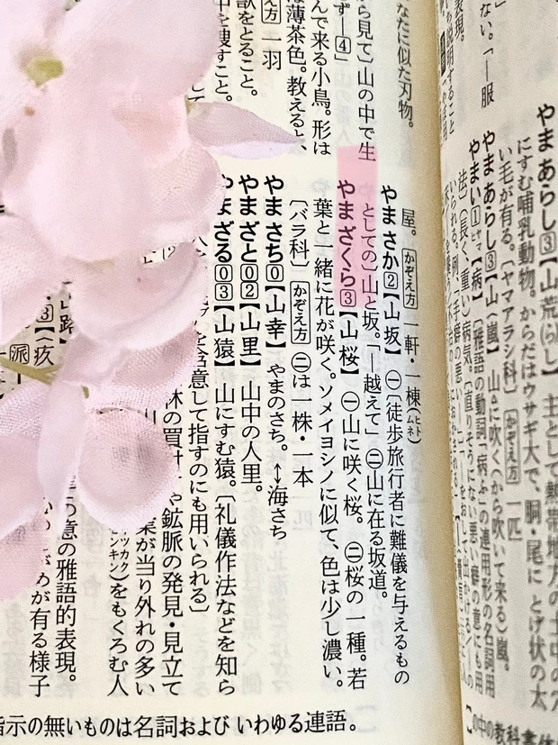 ラ・カスタの桜には毎年テーマがある。今年の桜のテーマは「山桜」_3_1