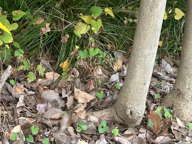 「この泡,何？」口にはめて3分で虫歯予防。_2_1