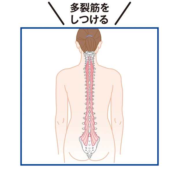 多裂筋をしつける