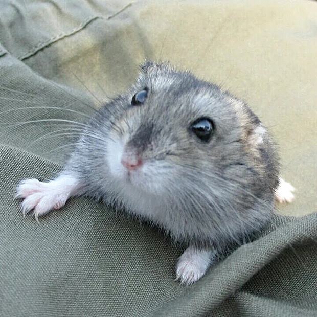 ジャンガリアンが大好き！