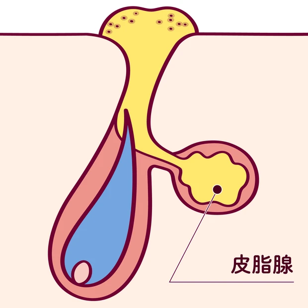 マキア　角栓　毛穴ケア　皮脂腺