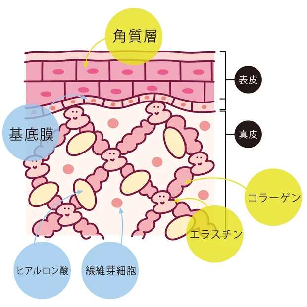 肌内部の様々なたんぱく質