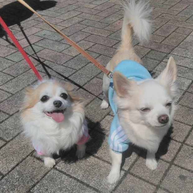 【自己紹介】マキアインフルエンサー１年目のYAYOPIです！ これからよろしくお願いします♪_1_3