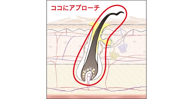 ココにアプローチ