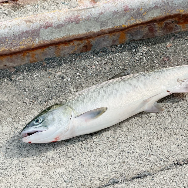 【2024年振り返り】マキアインフルエンサーの活動を振り返り┊︎一緒に活動する仲間も募集中_2_2