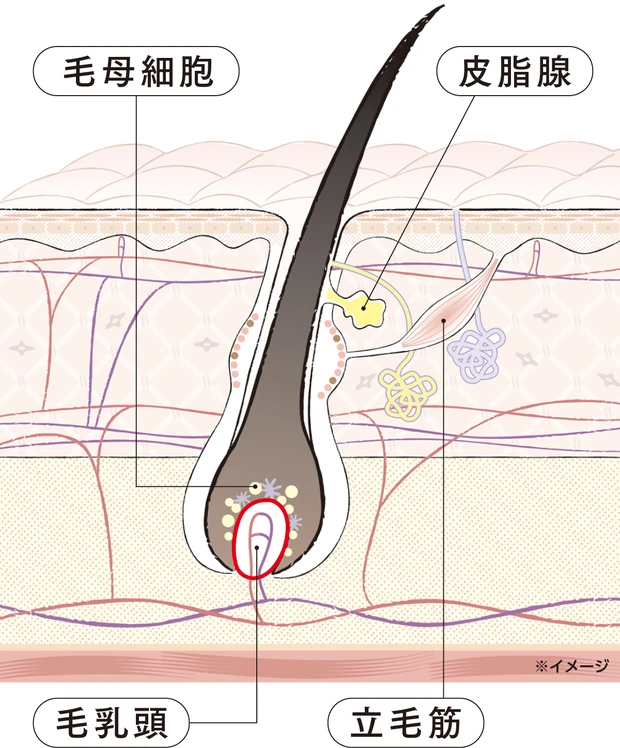 毛母細胞　皮脂腺　毛乳頭　立毛筋　※イメージ