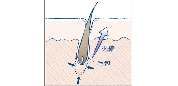 マキア　エイジングケア　おすすめ　POLA　ポーラ　B.A クリーム ミルク ローション 毛包の再生力